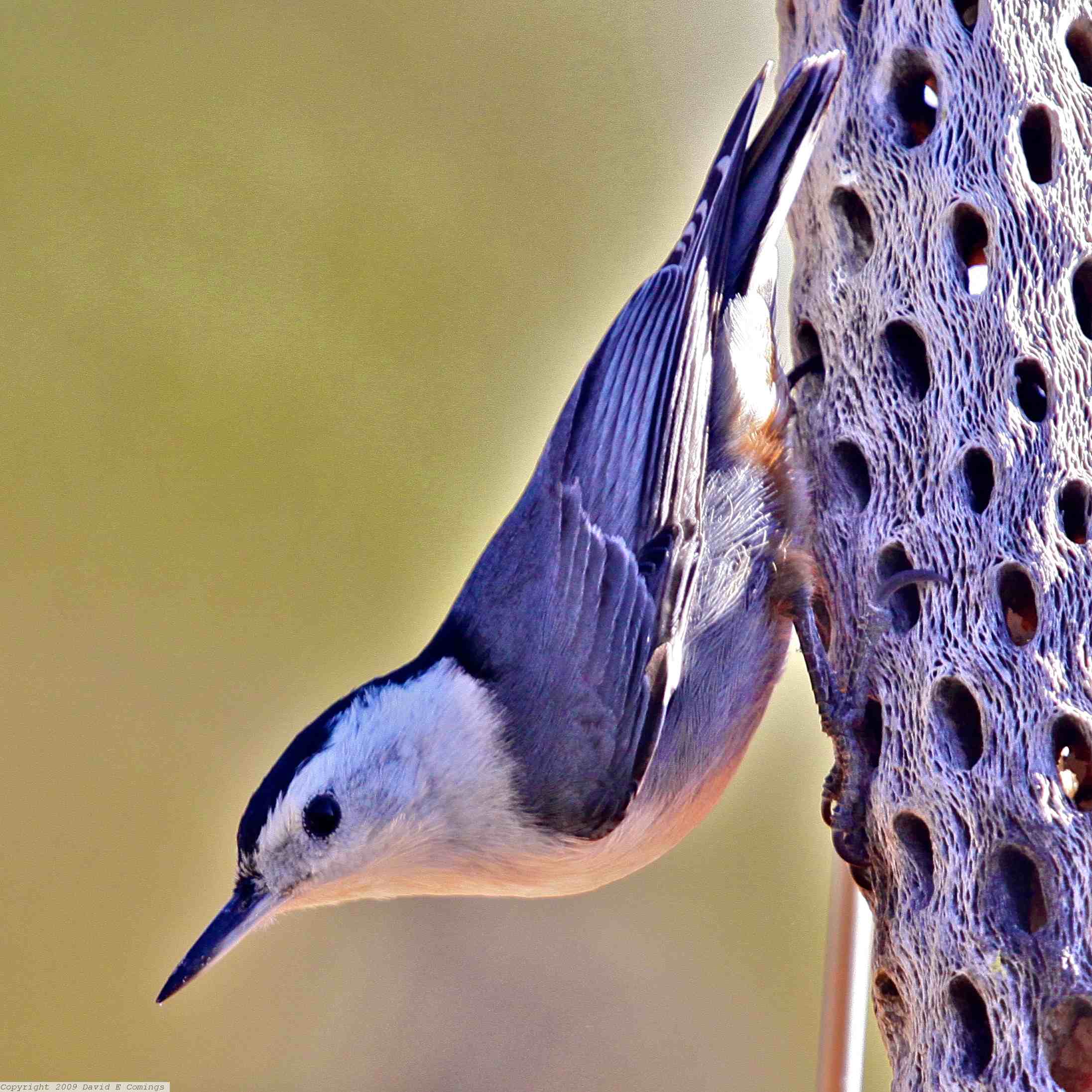 White-breasted Nuthatch 0153.jpg